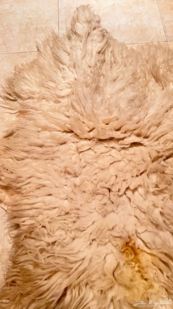 جاعد طبيعي 0