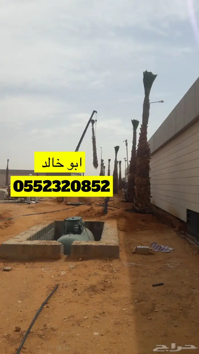 نخل عربي ونخل زينه واشنطني 5