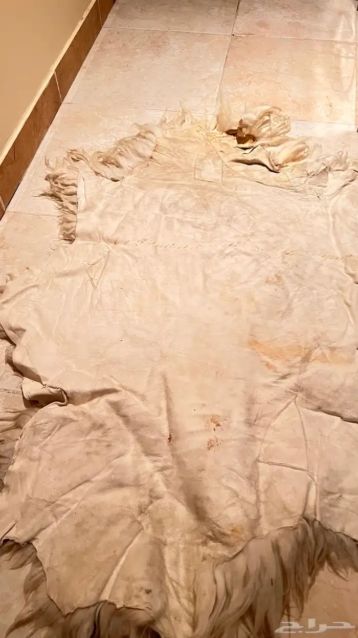 جاعد طبيعي 1