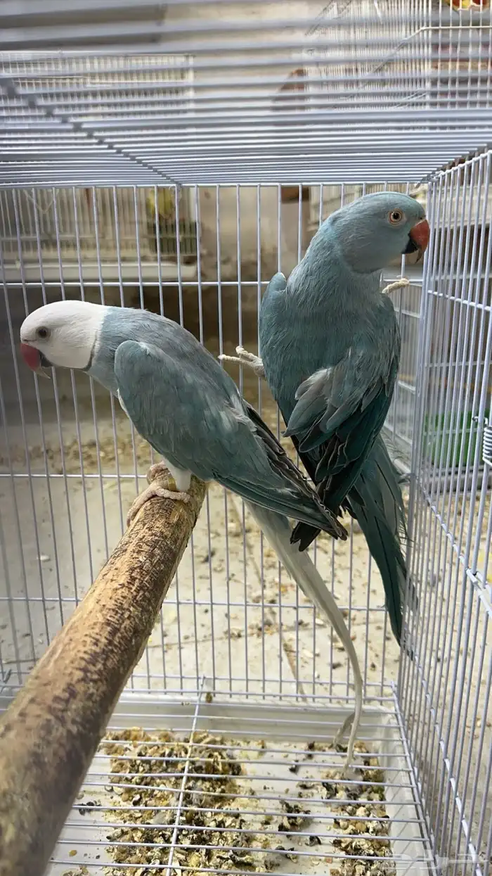 زوج درة هولندي 1