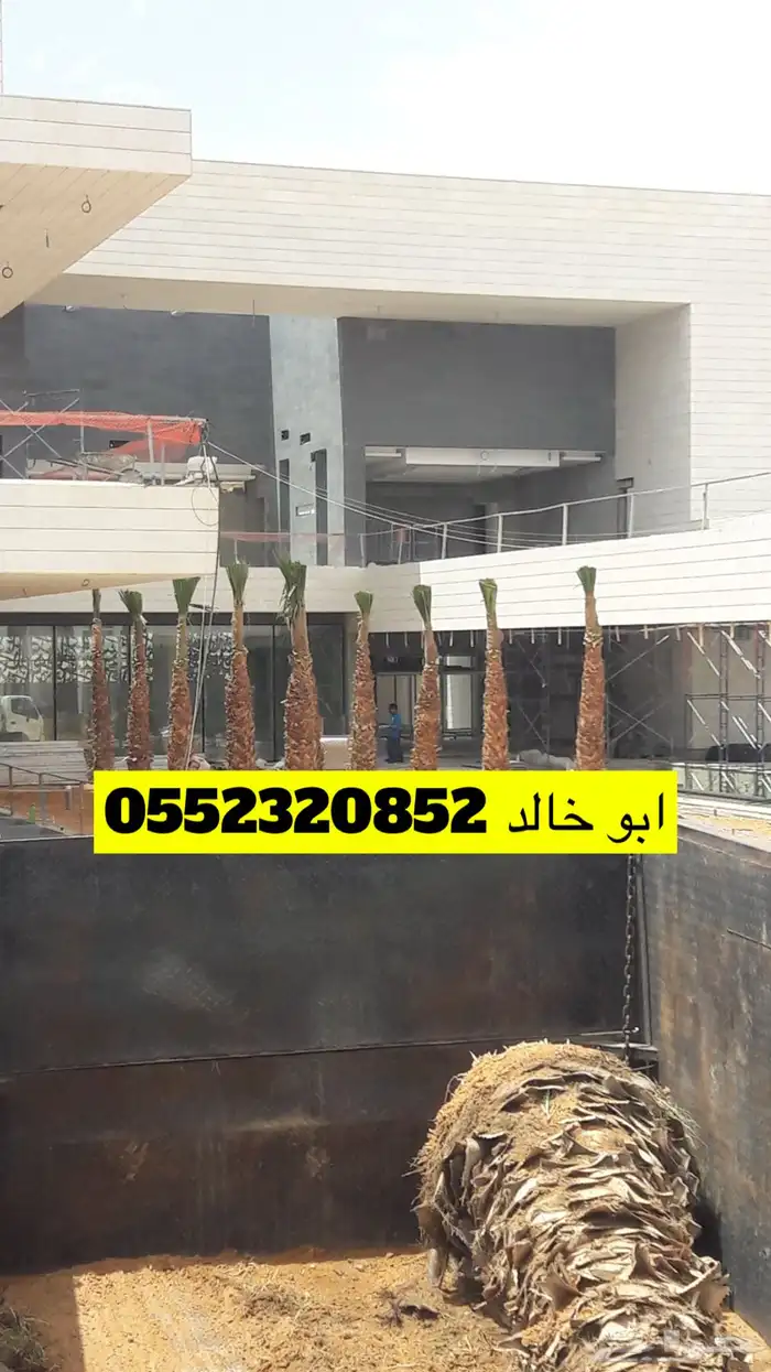 نخل عربي ونخل زينه واشنطني 4