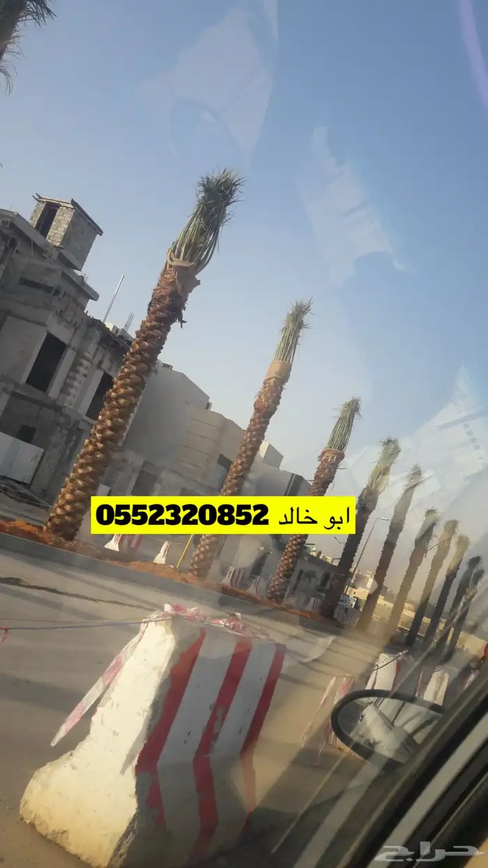 نخل عربي ونخل زينه واشنطني 2