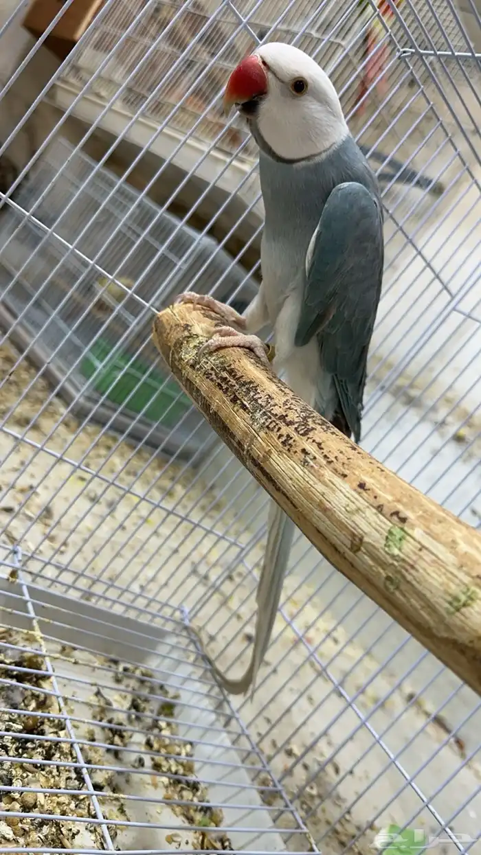 زوج درة هولندي 2