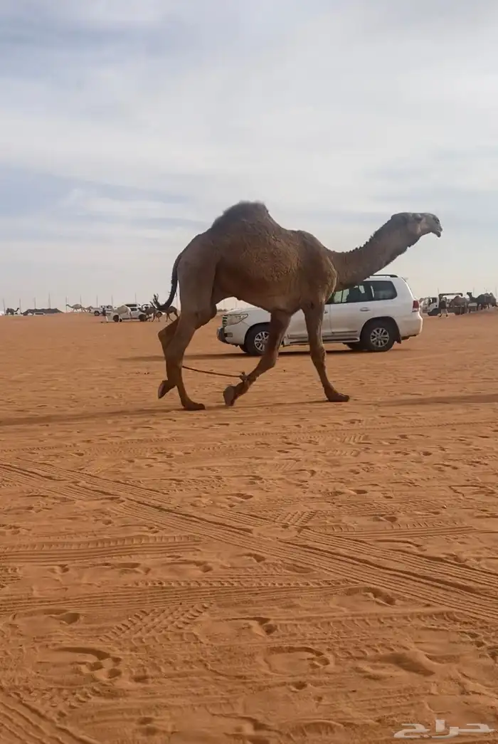 قعود جذع تمامي 3