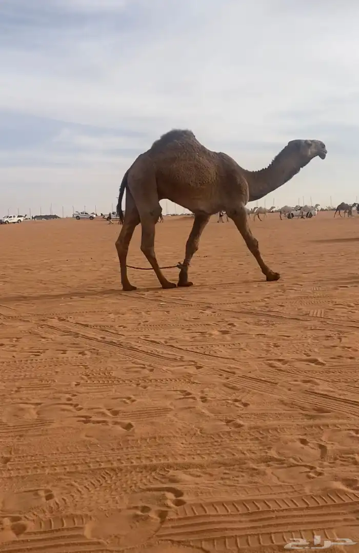 قعود جذع تمامي 2