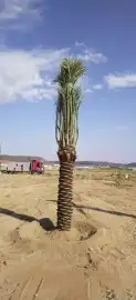 نقوم بقلع وغرس وتكريب وتنضيف وتوريد انواع انخيل الفاخره 13