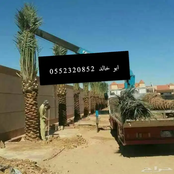 نخل عربي ونخل زينه واشنطني 3