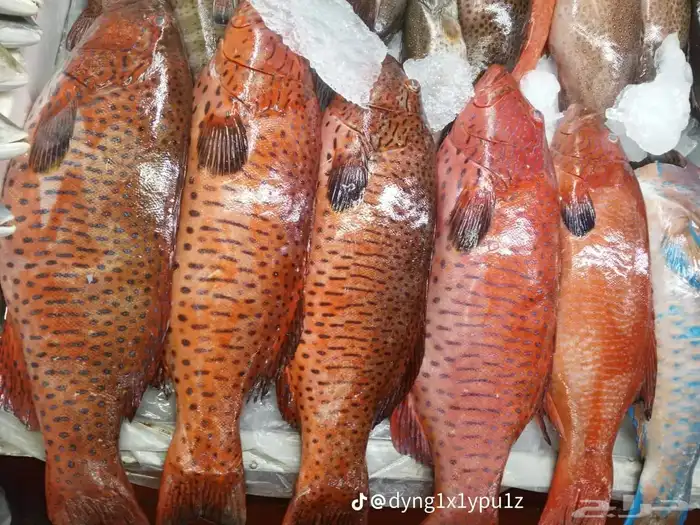 سمك بحري طازج 25