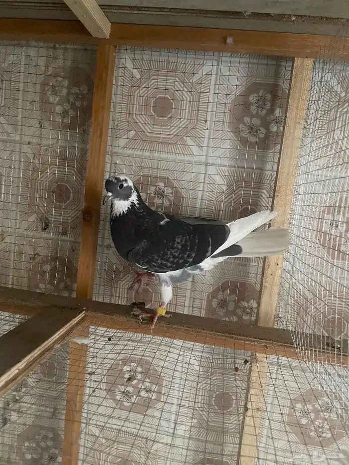 طبة قلاب مميزة تم البيع 3