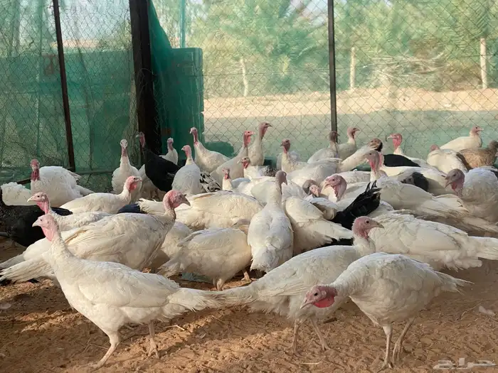 ديك رومي (حبش) Turkey for sale 0