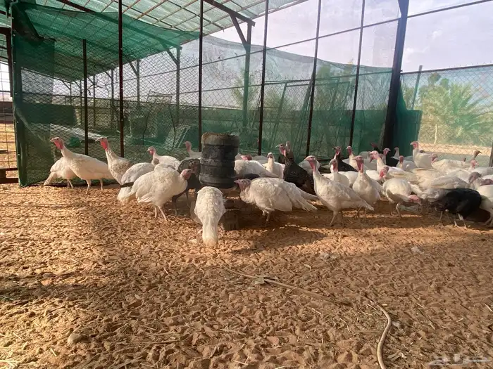 ديك رومي (حبش) Turkey for sale 4