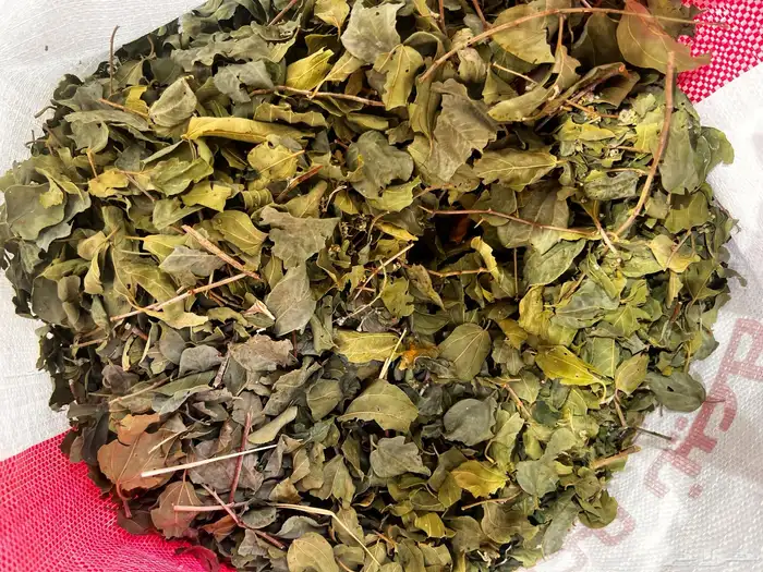 ورق سدر وحنا نظيف 1