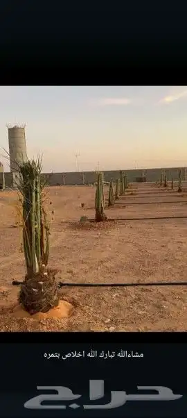 يوجد لدينا جميع انواع انخيل الفاخره للبيع كل المقاسات ا 2