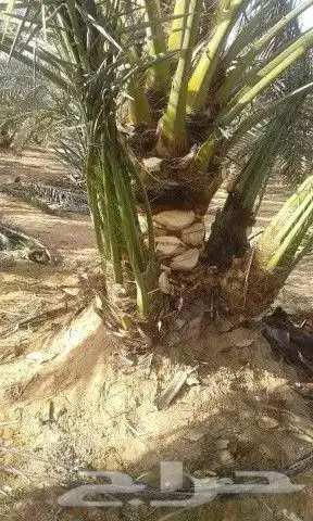 نخيل للبيع نقايل وفسايل مع التوصيل جده مكه الطايف القنفذه 6