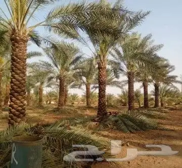 نخيل للبيع نقايل وفسايل مع التوصيل جده مكه الطايف القنفذه 9