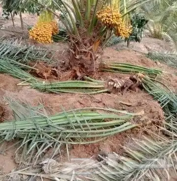 نخيل للبيع نقايل وفسايل مع التوصيل جده مكه الطايف القنفذه 8