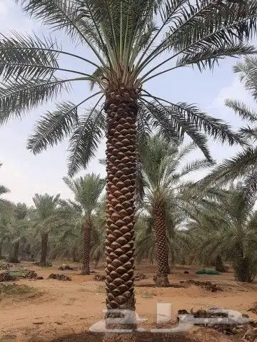 نخيل للبيع نقايل وفسايل مع التوصيل جده مكه الطايف القنفذه 3