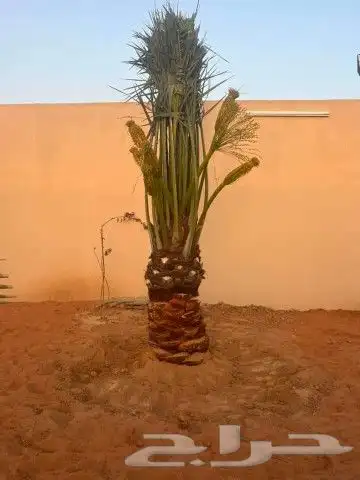 نخيل للبيع نقايل وفسايل مع التوصيل جده مكه الطايف القنفذه 5