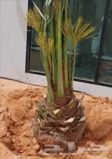 يوجد لدينا جميع انواع انخيل الفاخره للبيع كل المقاسات ا 5