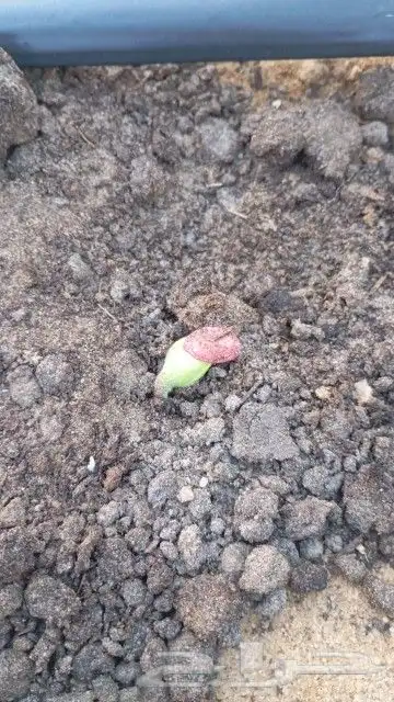 مهندس زراعي 2