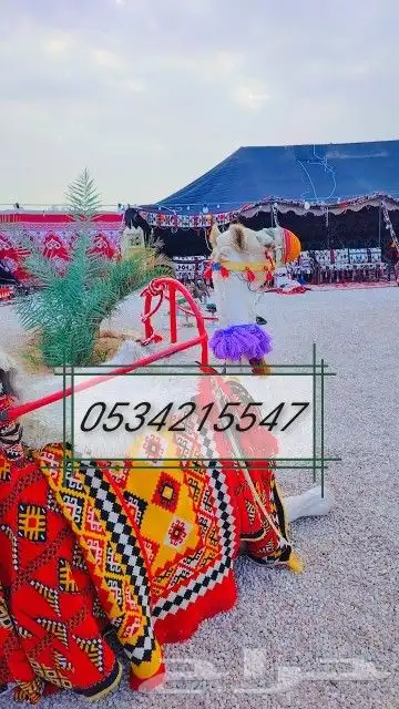 اجار جمل لمدرسه لتصوير لفعاليات جمال رحول زلول ركبي اجار خيل 0