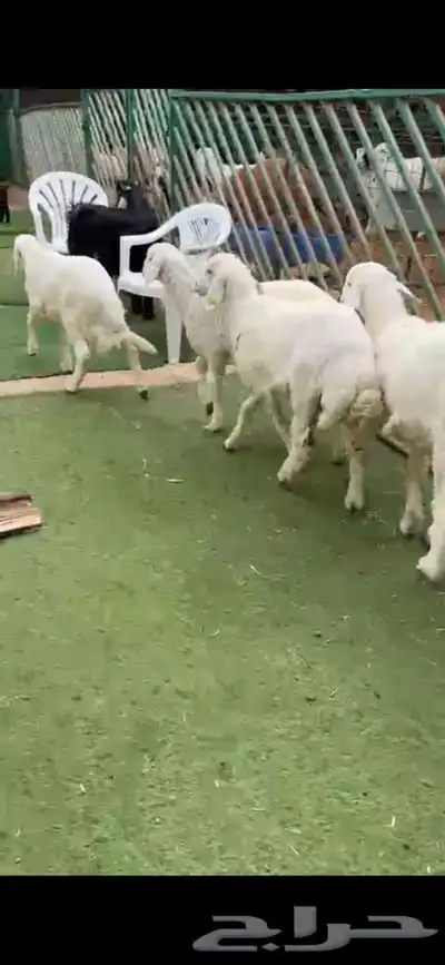 للبيع بهم بري ونضيف تو جاي من البر الموقع سوق الجربوع 2