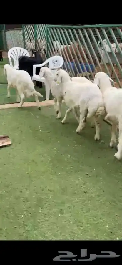 للبيع بهم بري ونضيف تو جاي من البر الموقع سوق الجربوع 2