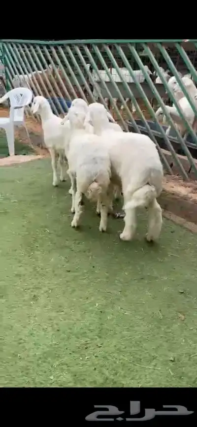 للبيع بهم بري ونضيف تو جاي من البر الموقع سوق الجربوع 1