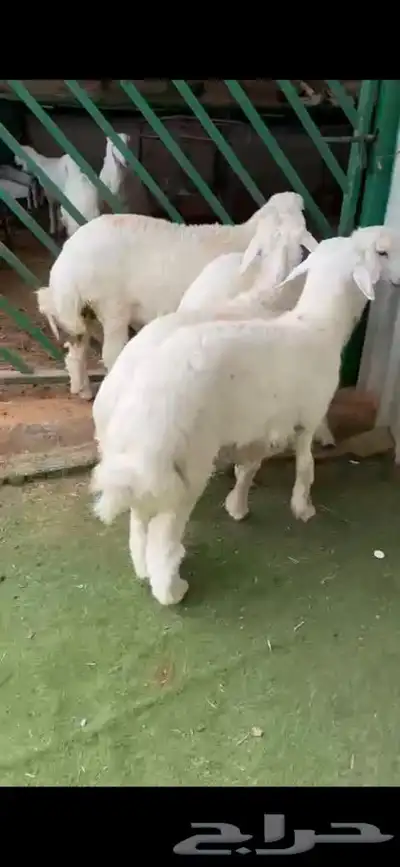 للبيع بهم بري ونضيف تو جاي من البر الموقع سوق الجربوع 0