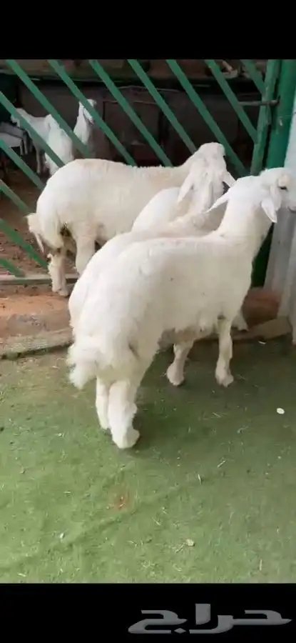 للبيع بهم بري ونضيف تو جاي من البر الموقع سوق الجربوع 0