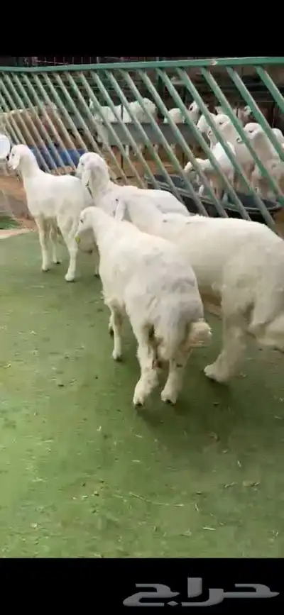 للبيع بهم بري ونضيف تو جاي من البر الموقع سوق الجربوع 5
