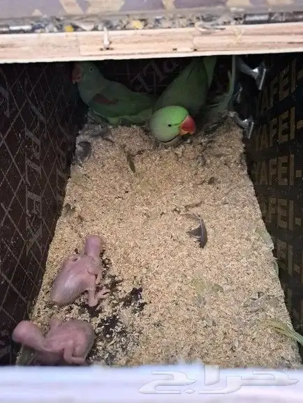 جوز نيبالي بفروخه 2