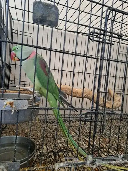 جوز نيبالي بفروخه 3