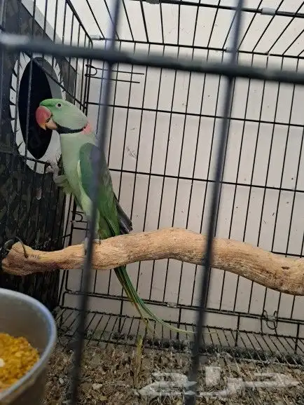 جوز نيبالي بفروخه 0