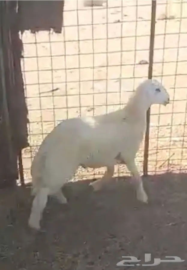 طليان حري مناسبات والصلخ بلموقع 2