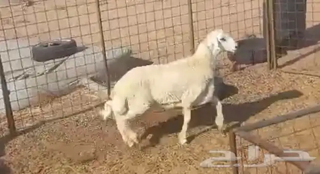 طليان حري مناسبات والصلخ بلموقع 1