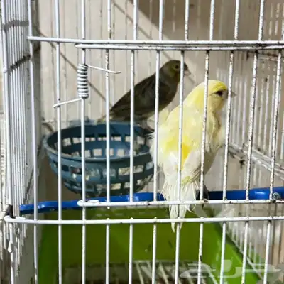 طيور للبيع 13