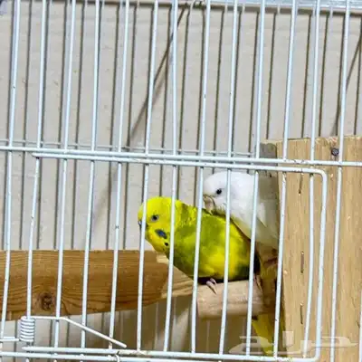 طيور للبيع 11