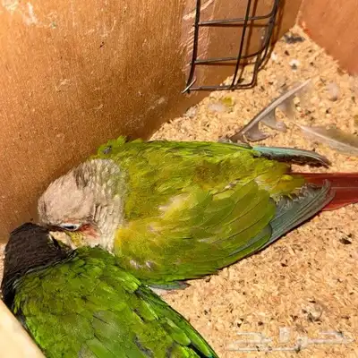 طيور للبيع 5