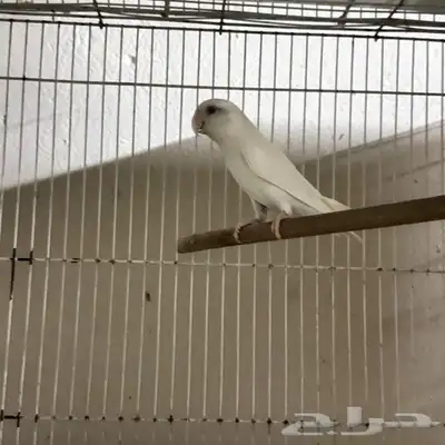 طيور للبيع 4