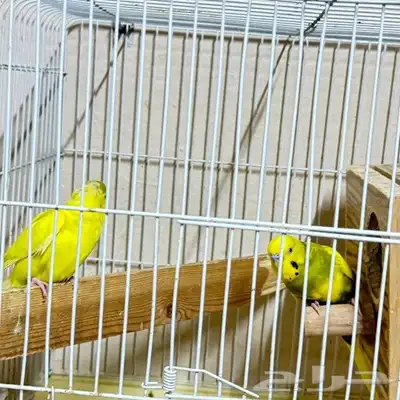 طيور للبيع 12