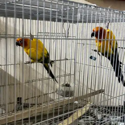 طيور للبيع 9