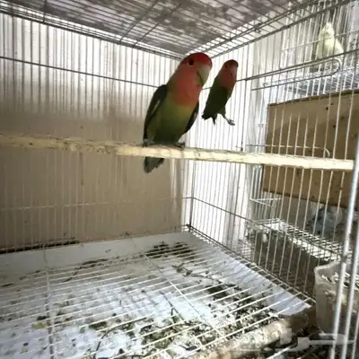 طيور للبيع 27