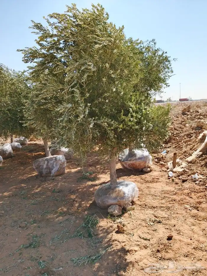 يتوفر لديناء جميع انواع الزيتون ب اسعار مناسبه 7