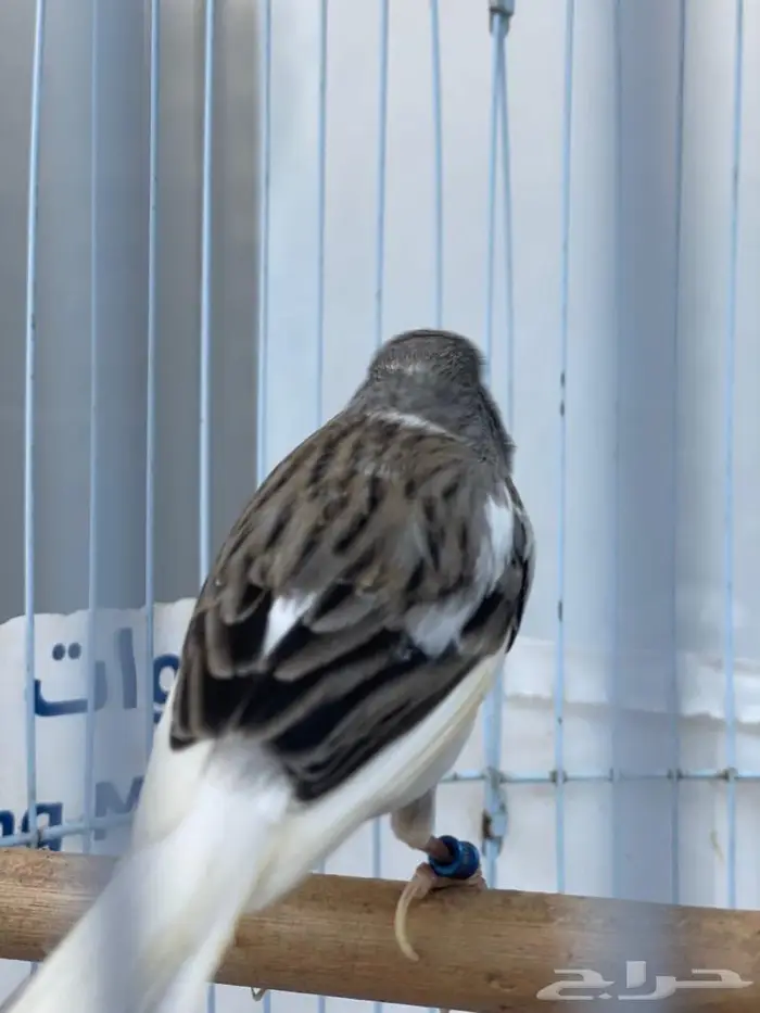 كناري ذكر سوري 1