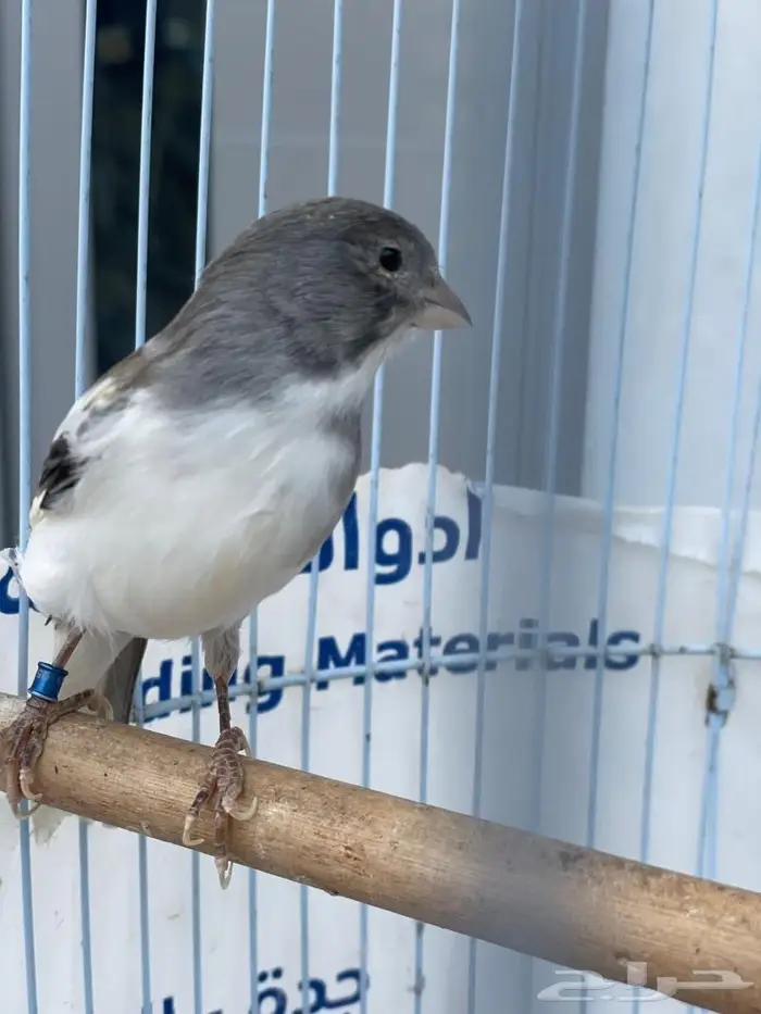 كناري ذكر سوري 2