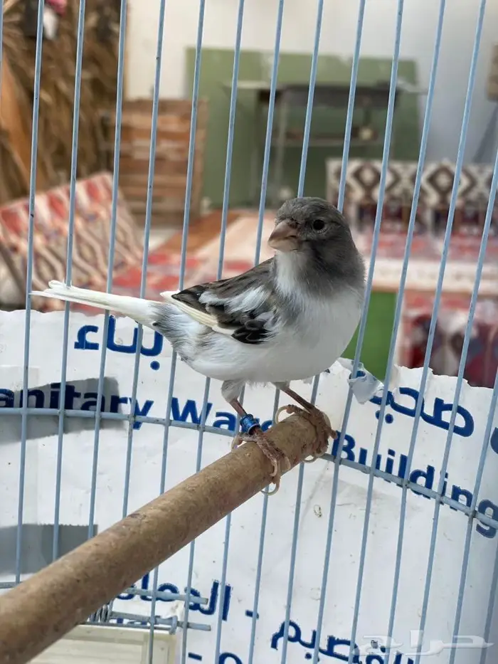 كناري ذكر سوري 4