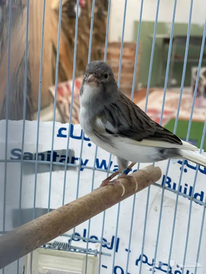 كناري ذكر سوري 3