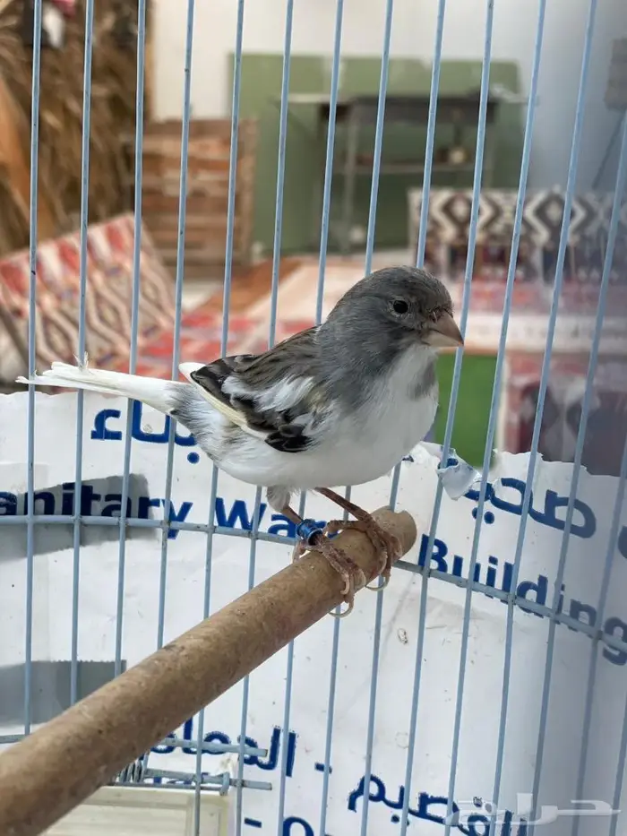 كناري ذكر سوري 5