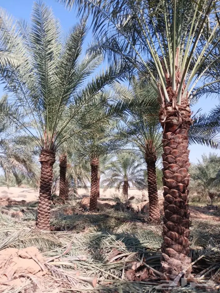 نخل واشنطن للبيع جميع المقاسات متوفره 1